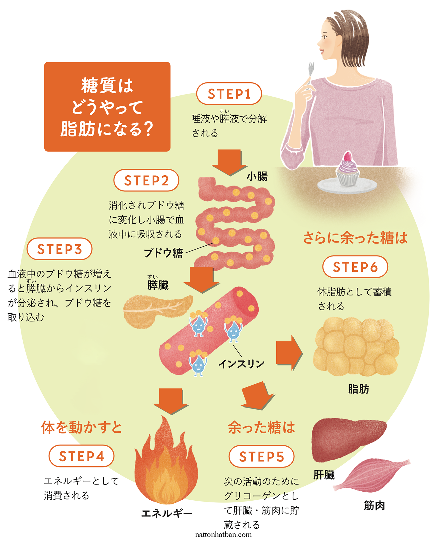 Carbohydrate là gì, điều gì xảy ra khi bạn ăn quá nhiều Carbohydrate?